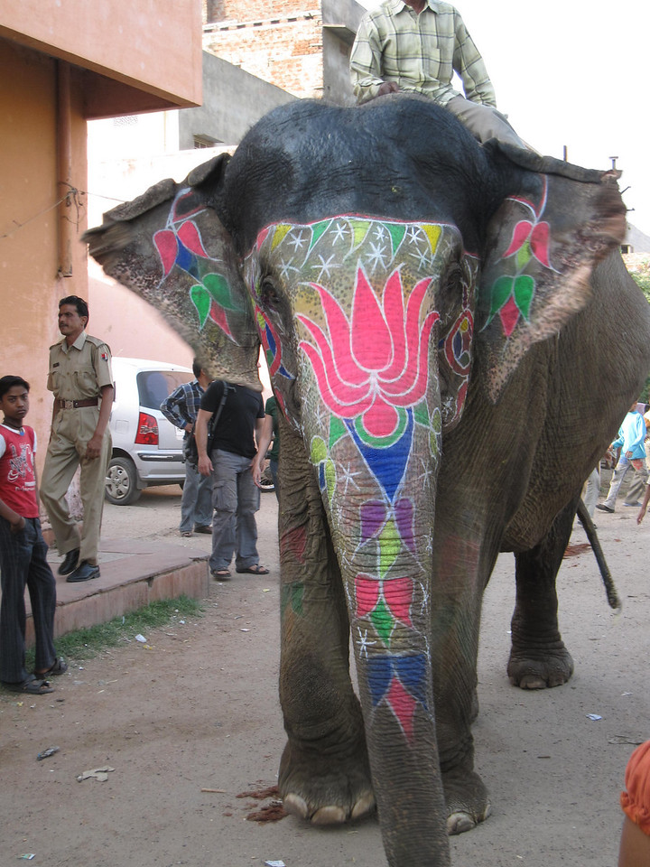 jaipur elephant festival