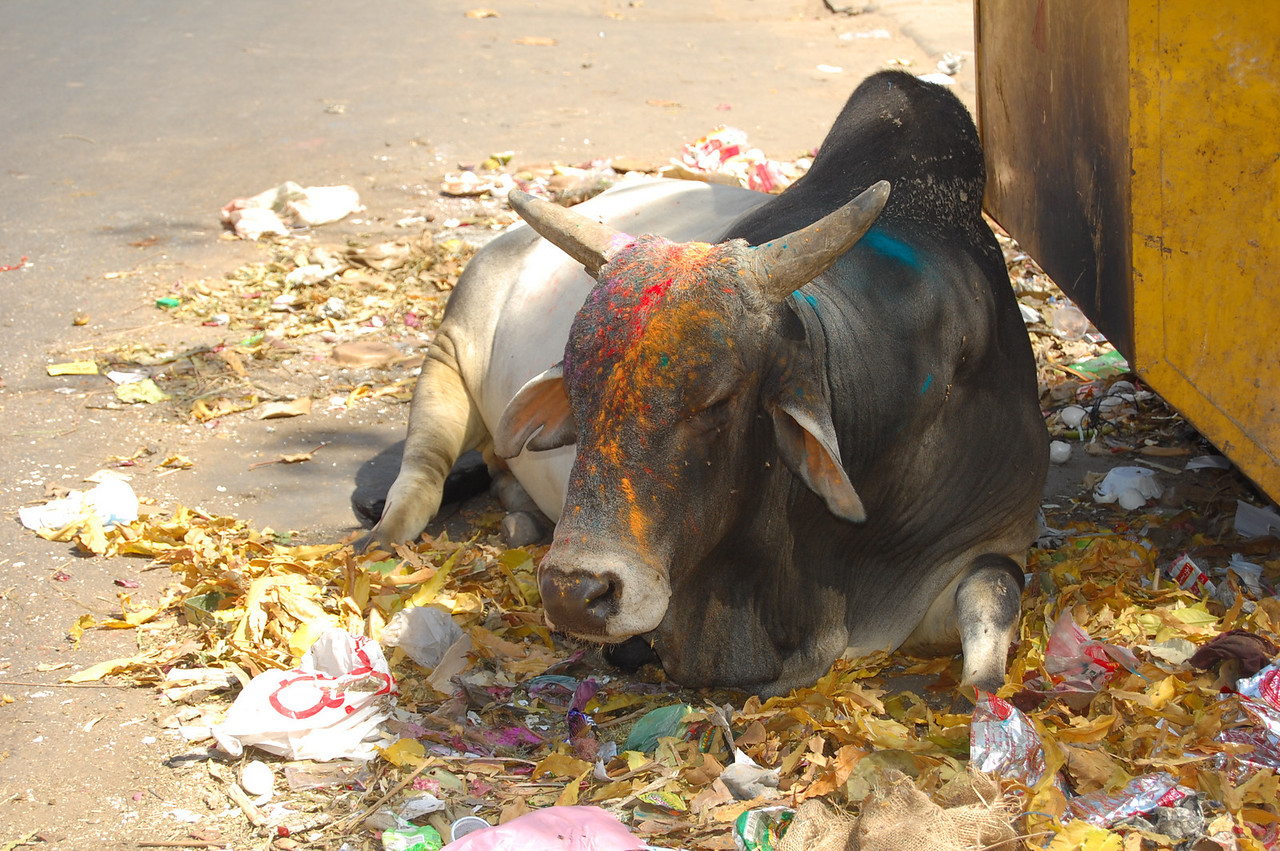 a cow with holi powder on its forehead