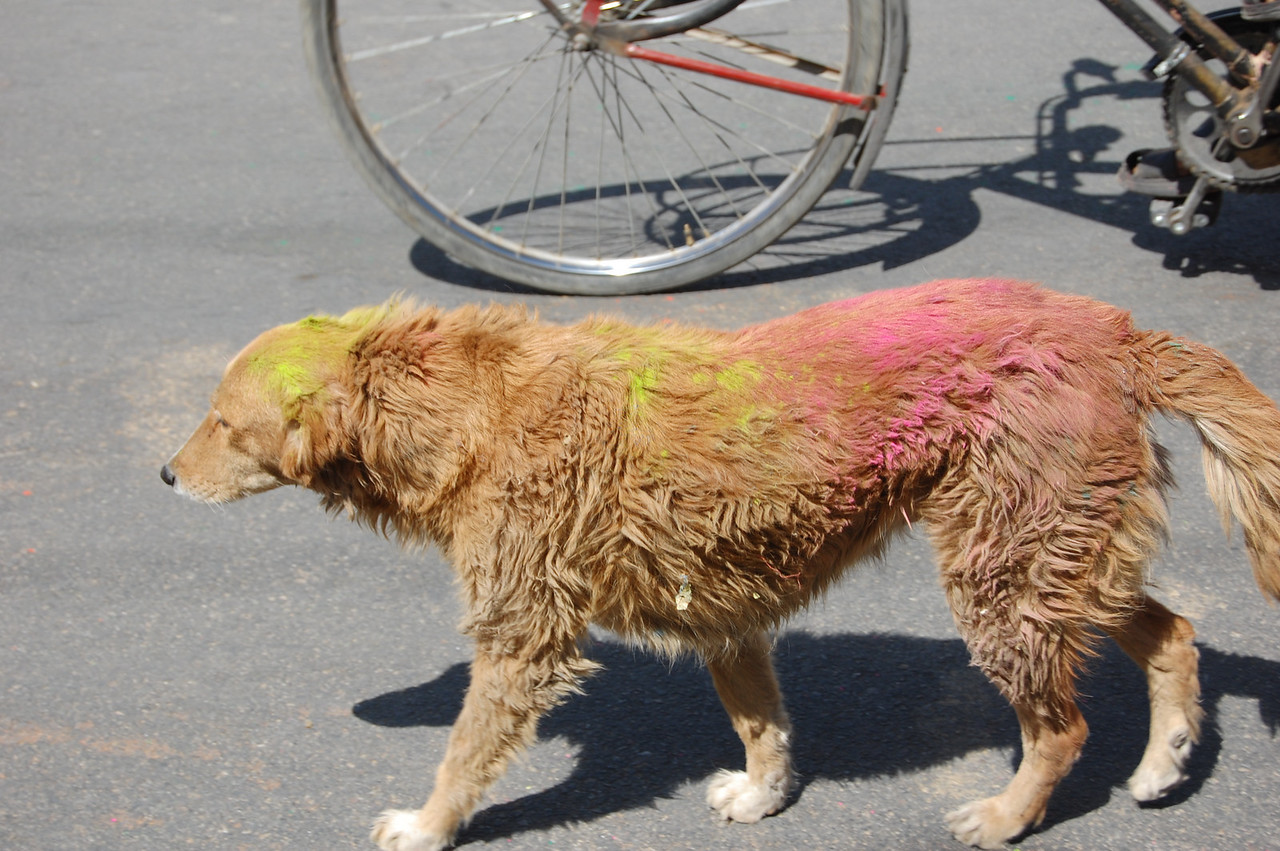 holi colors stain the animals in India too