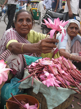 Lotus flowers for sale