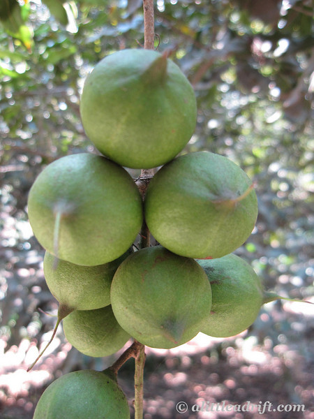 Ripening Macadamia Nuts