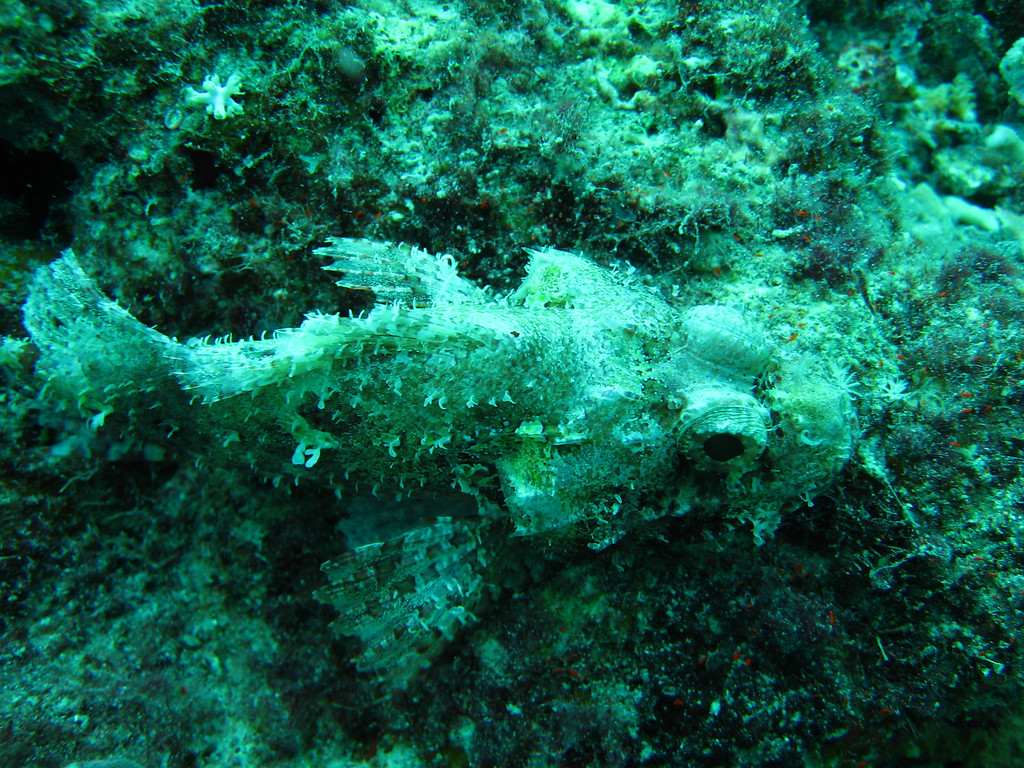 an awesome camouflaged fish!