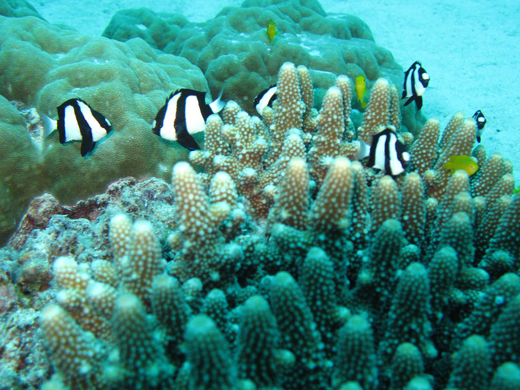 coral and fish
