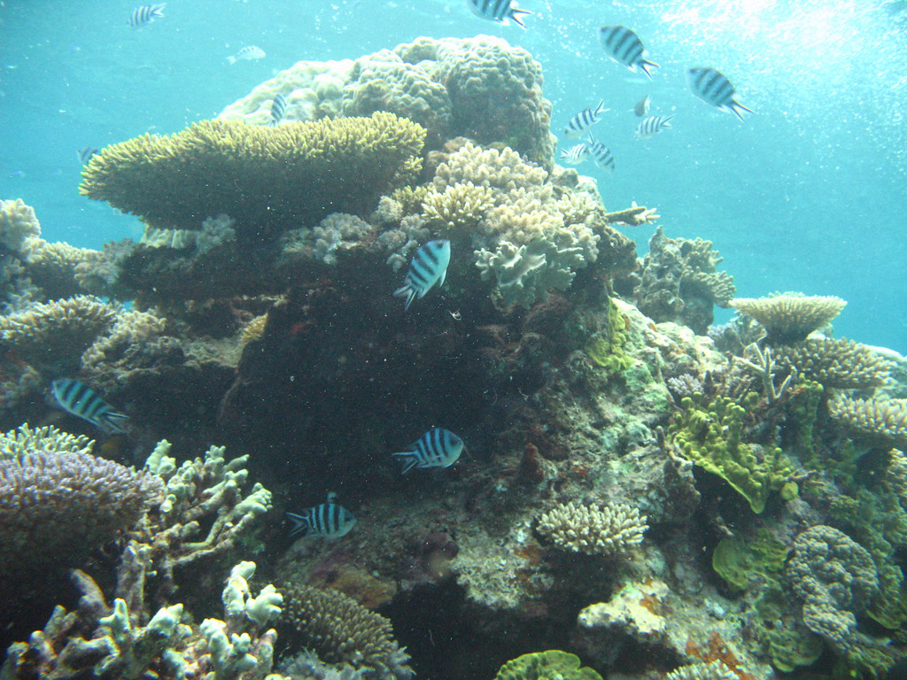 coral