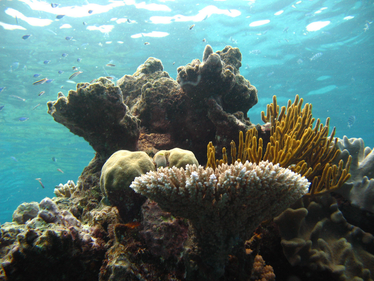 diving from Cairns