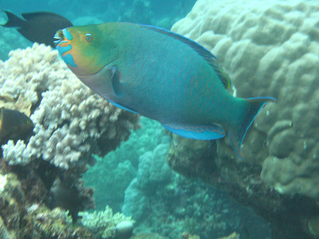 parrot fish