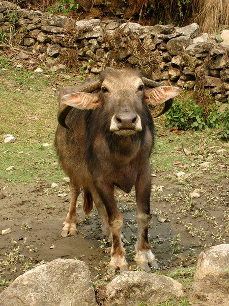 Now that's a Water Buffalo with Character!