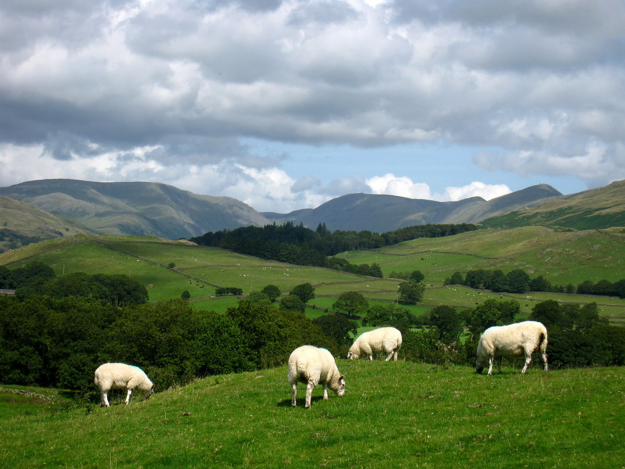 Pretty white sheep dotting the English countryside.