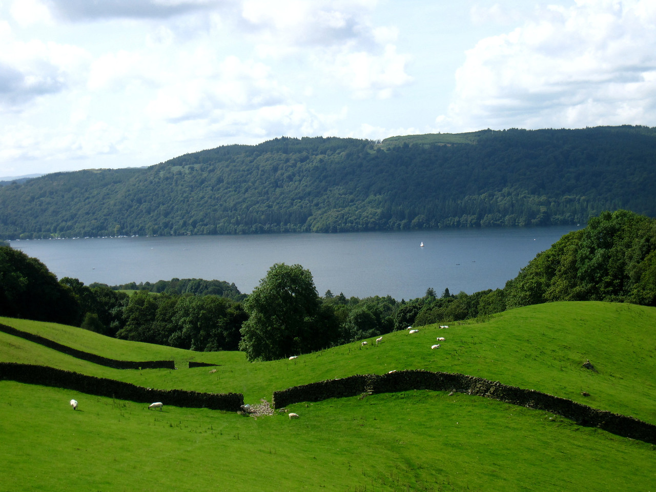 So many sheep on the alternate path from Orrest Head Walk.