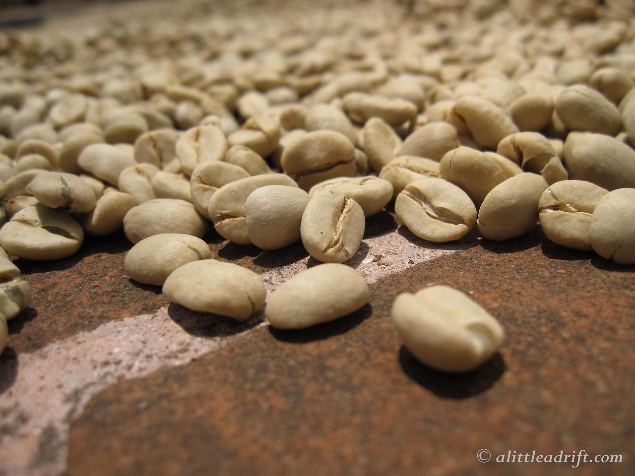 Sun Drying Coffee Beans antigua