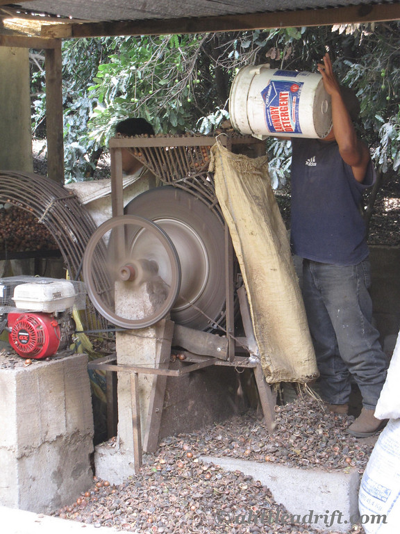 shelling the macadamia at Valhalla