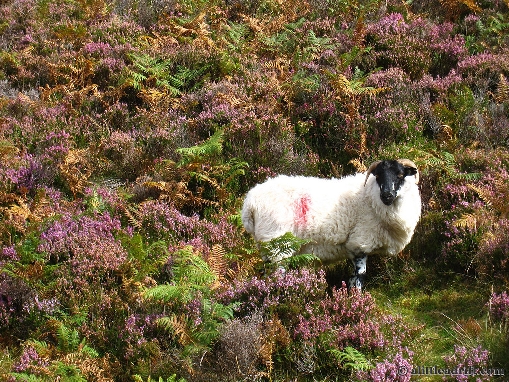 Sheep Amongst the Heather Connemara Sheep Amongst the Heather Connemara