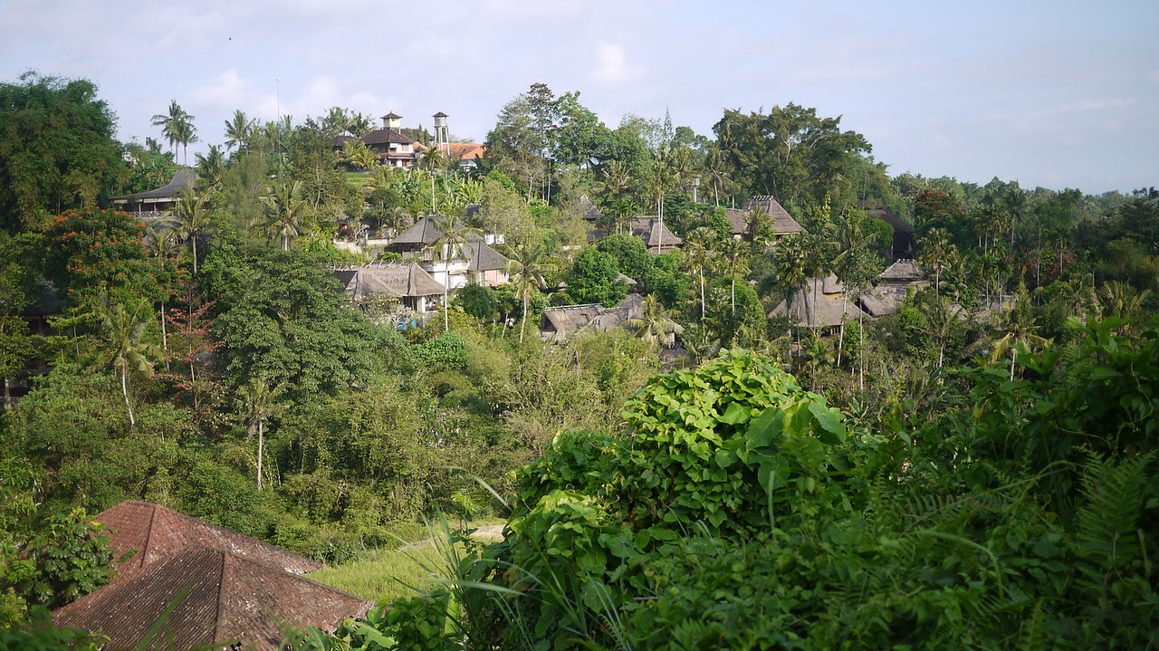 living in a rice paddy in bali