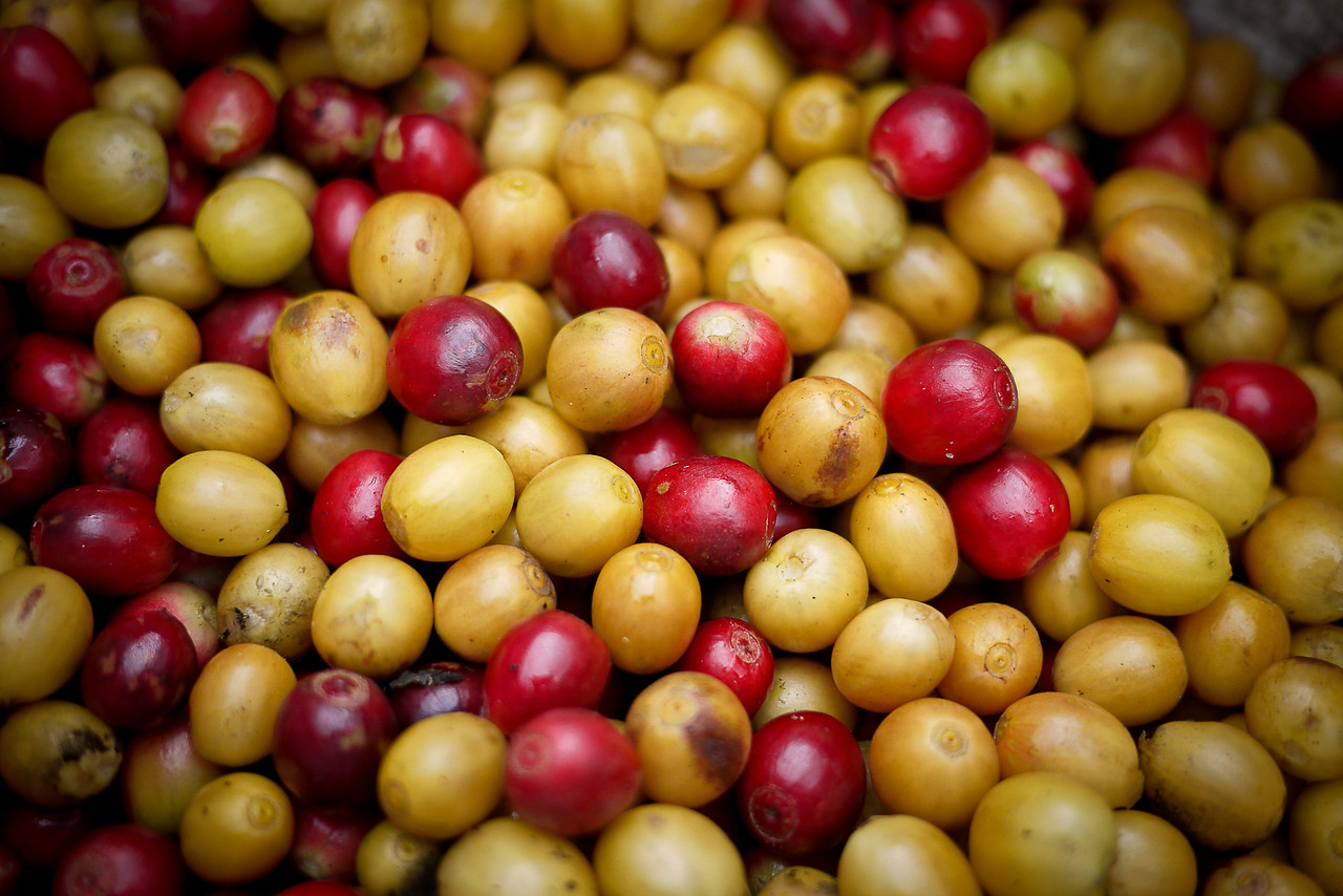 Ripe red and yellow coffee cherries. 