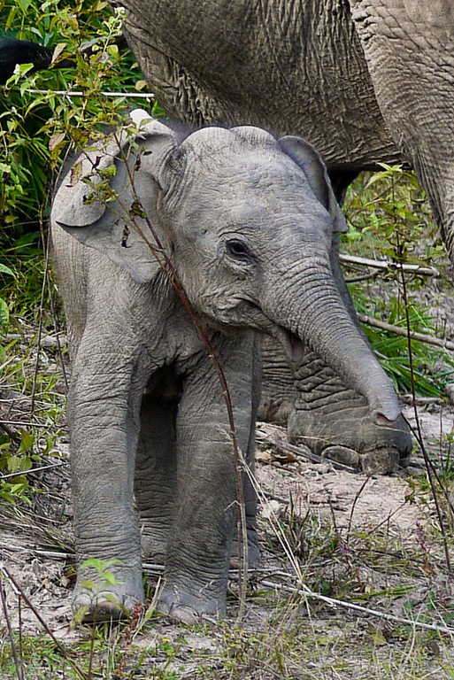 A frisky two small boy elephant in Hongsa, Loas.