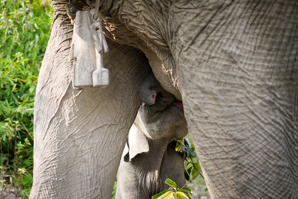 A baby boy elephant and his mom