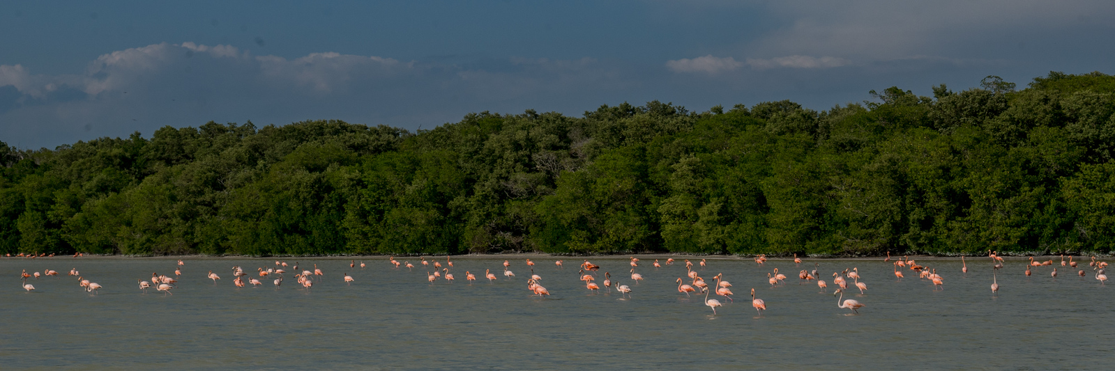 flamingos at celestun