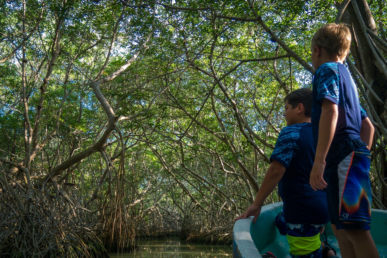 mangrove tunnel celestun—the kids stood on the bow of the boat to investigate