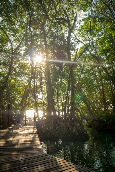 mangroves celestun mexico