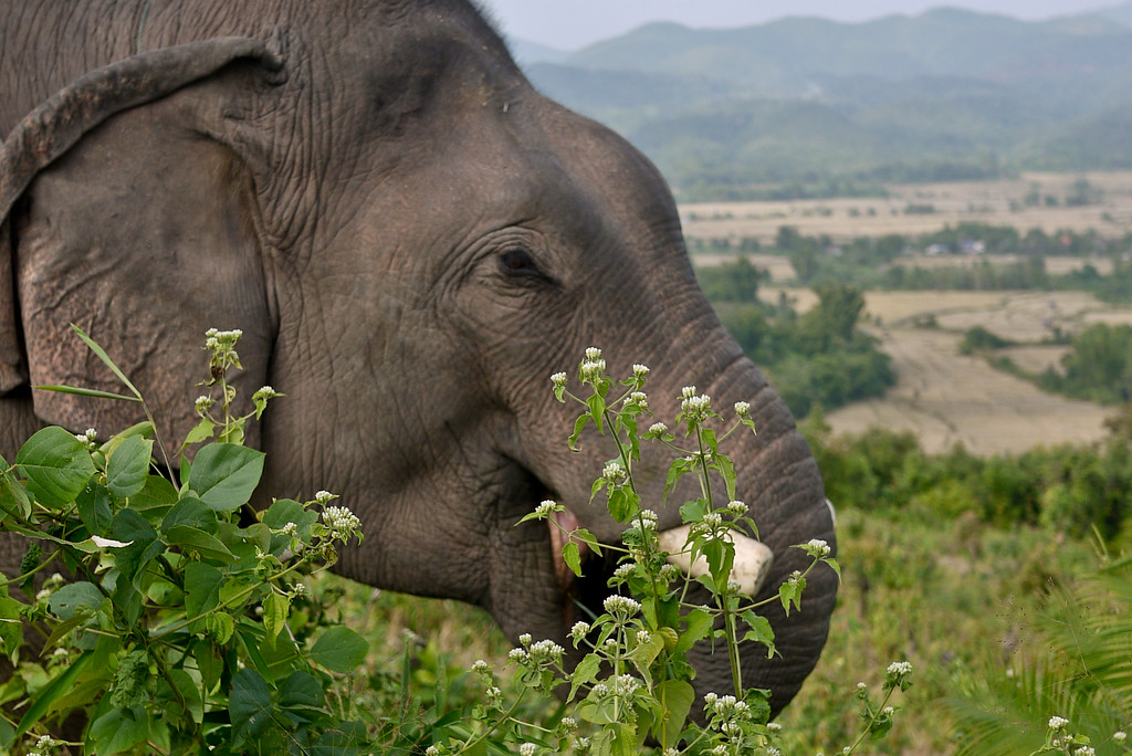 An elephant munches on trees and bushes outside of Hongsa, Laos.