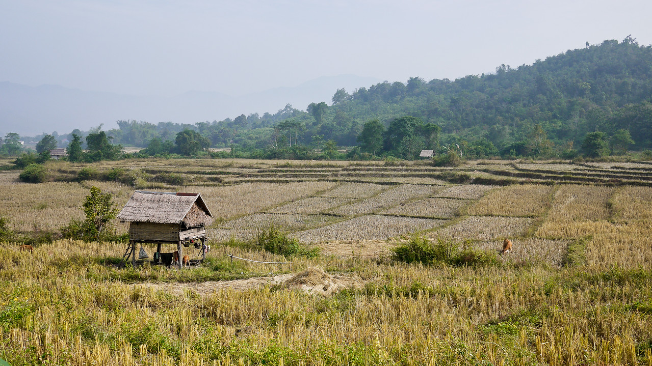 rice paddies in laos as seen while riding an elephant