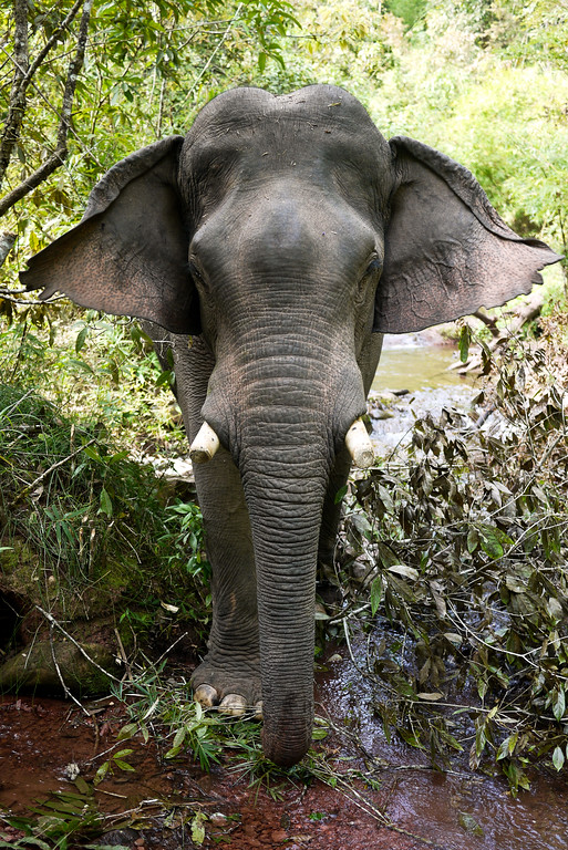 An huge Asian elephant in Laos.