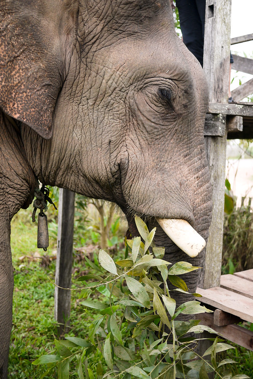 A huge bull elephant munching on trees at the Jumbo Guesthouse in Hongsa, Laos.