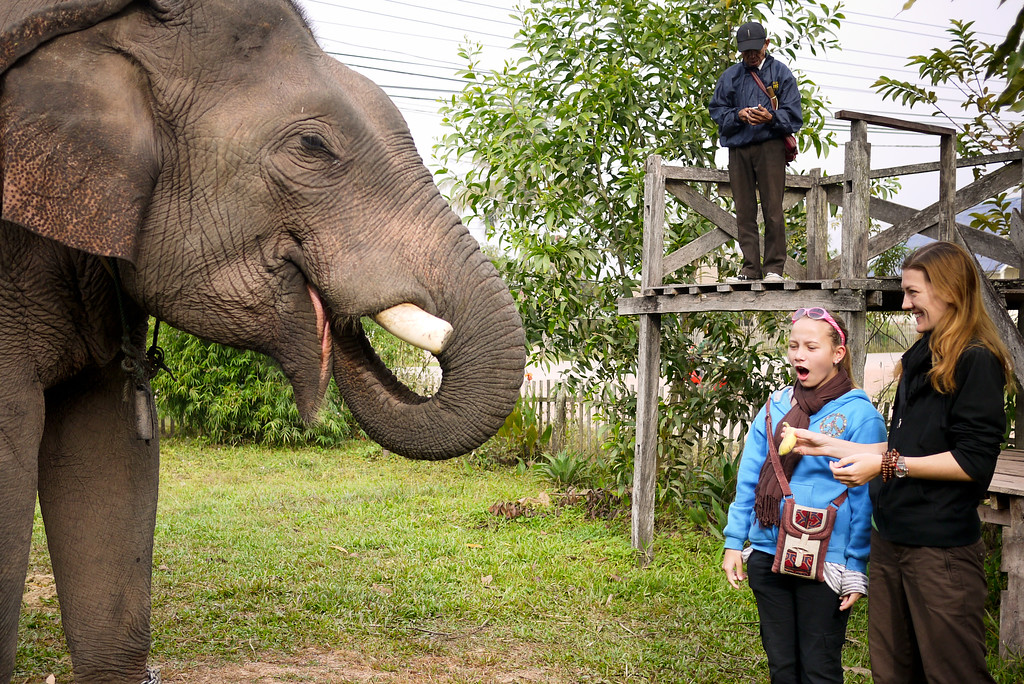 feeding a riding elephant bananas in Laos