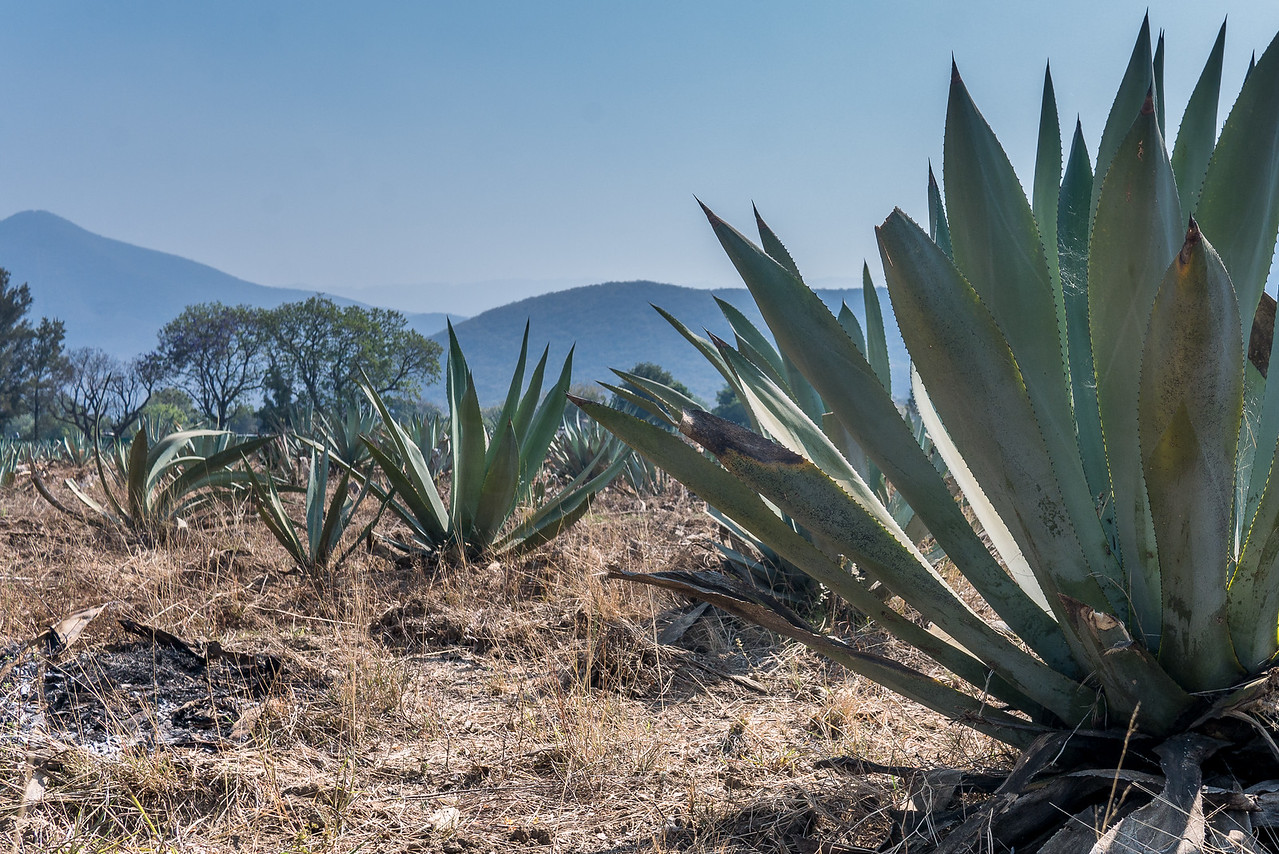 agave plant that makes the mezcal famous in Oaxaca City with visitors and travelers