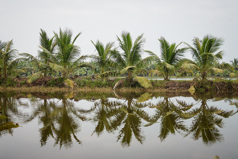 palms reflection on a rice paddy