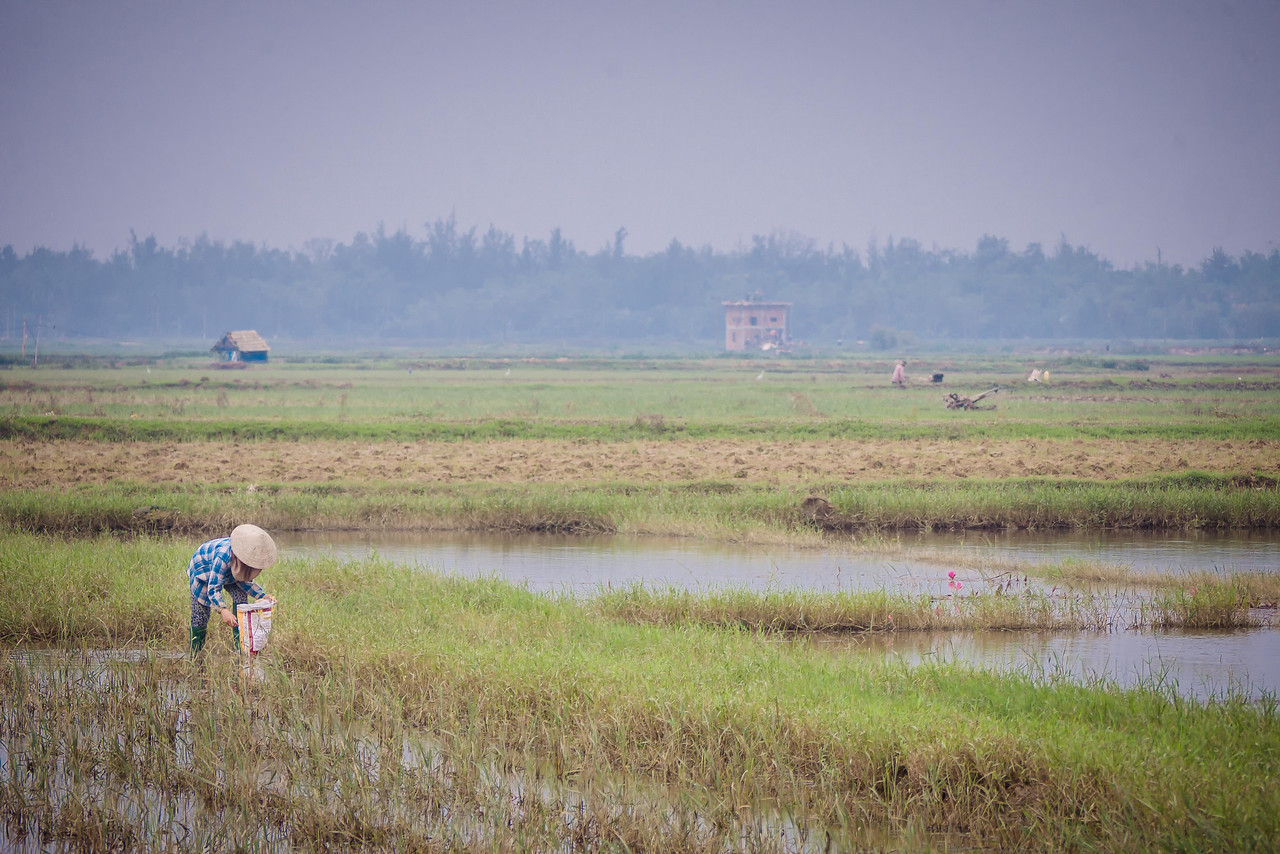 biking around hoi an through the rice paddies