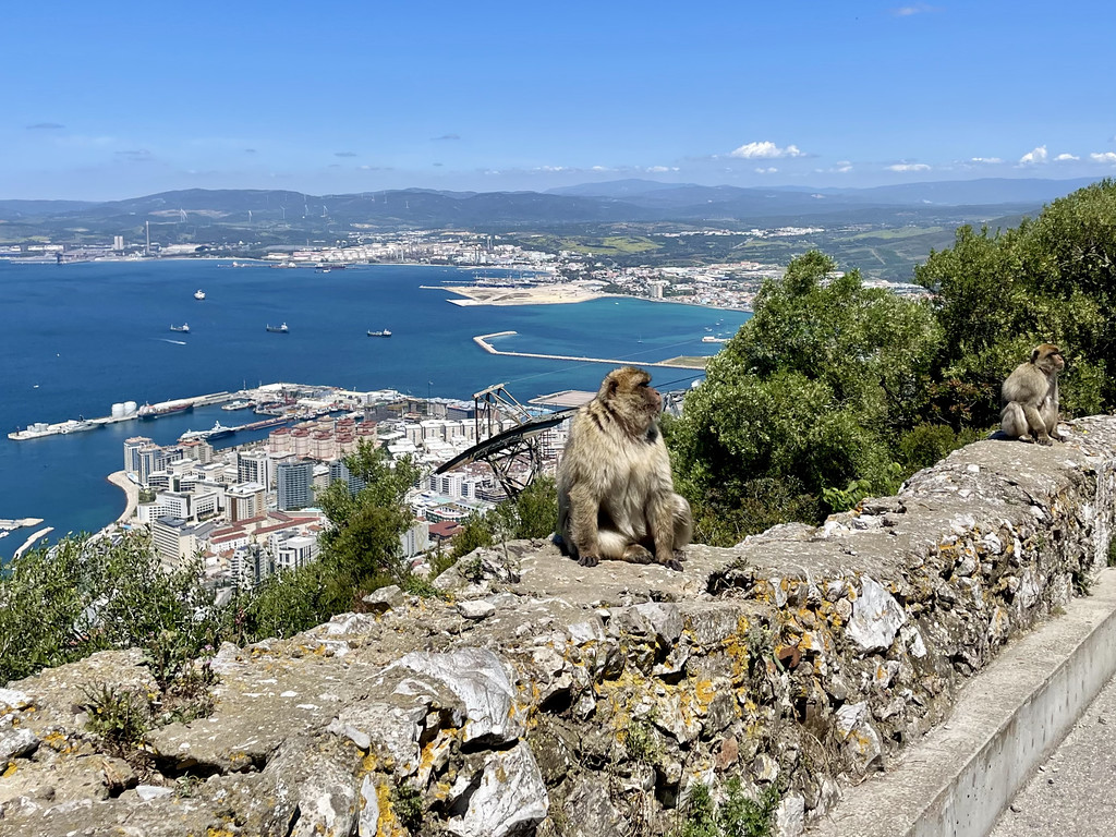 Two Barbary macaques sitting on a rocky ledge on the Rock of Gibraltar, with the harbor and water visible in the background.
