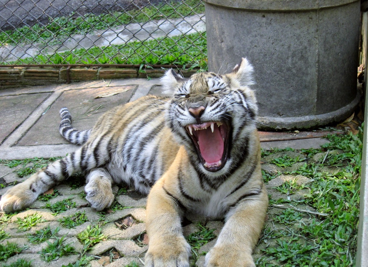 tiger kingdom chiang mai