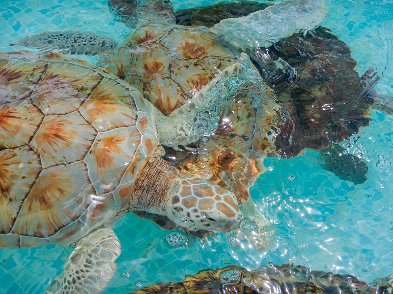 turtle shells on isla mujeres