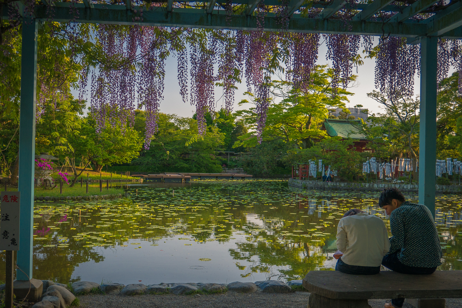 wisteria at Tsurugaoka Hachimangū shinto shrine