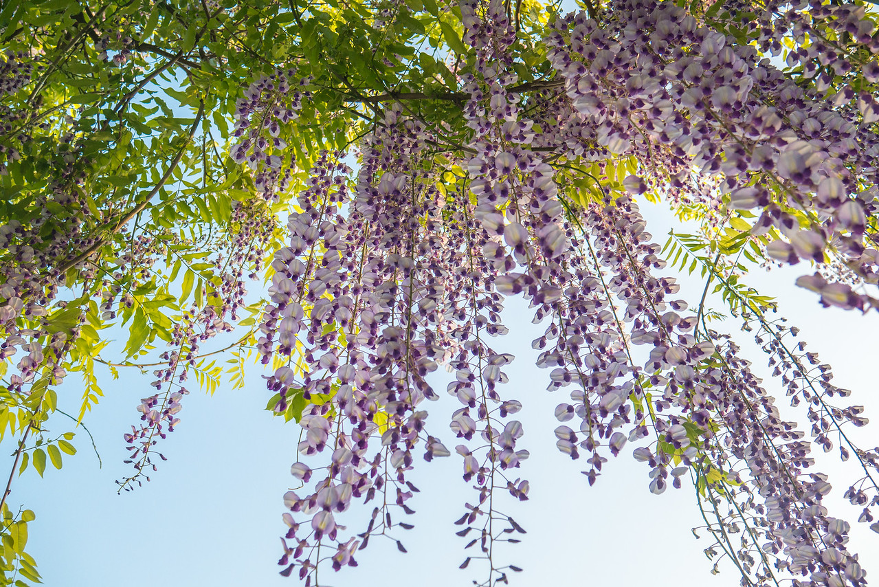 wisteria flowers