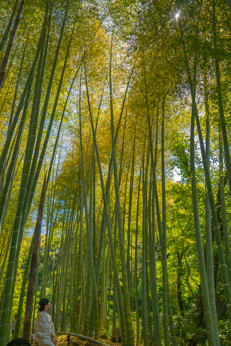bamboo forest Kōdai-ji temple kyoto
