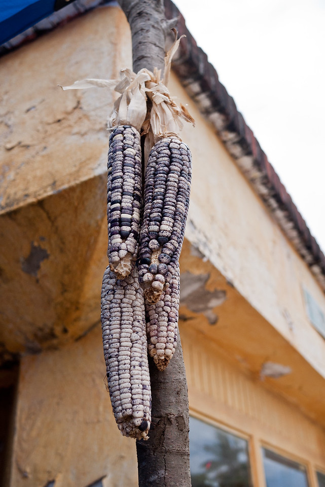 Dried ears of blue corn. 