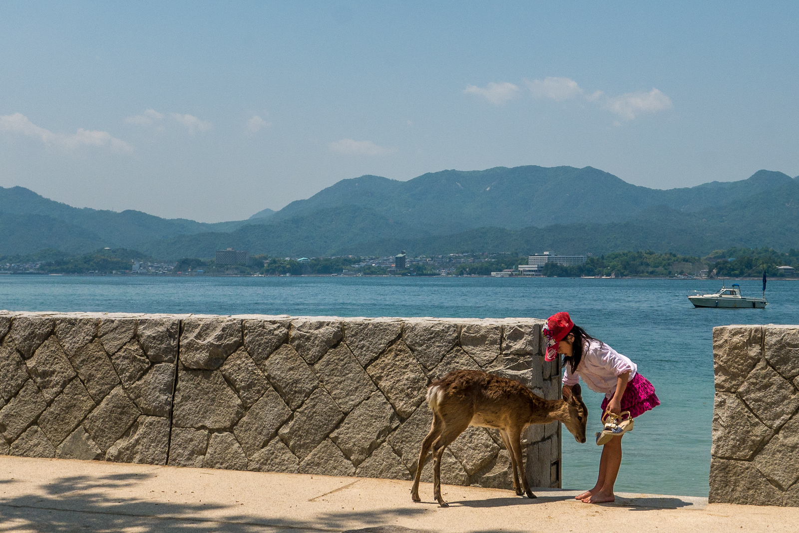 bowing deer miyajima island