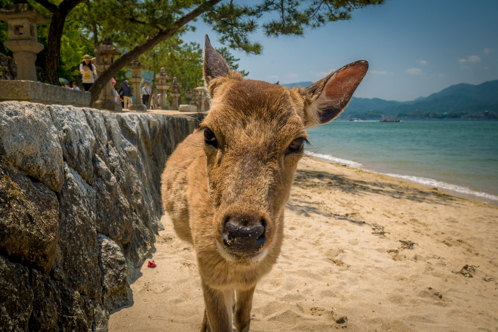 bowing deer of japan