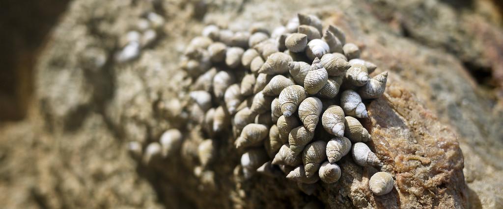 shells