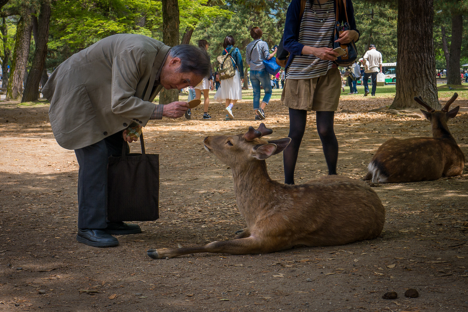 bowing deer Nara, japan