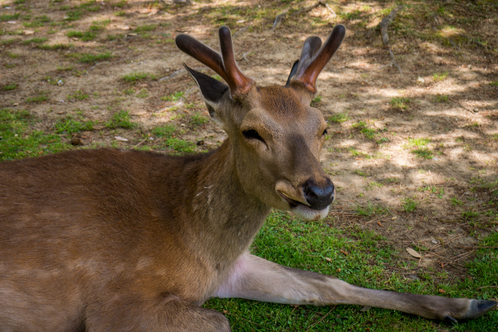 nara bowing deer