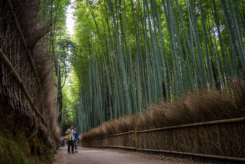 arashiyama bamboo forest