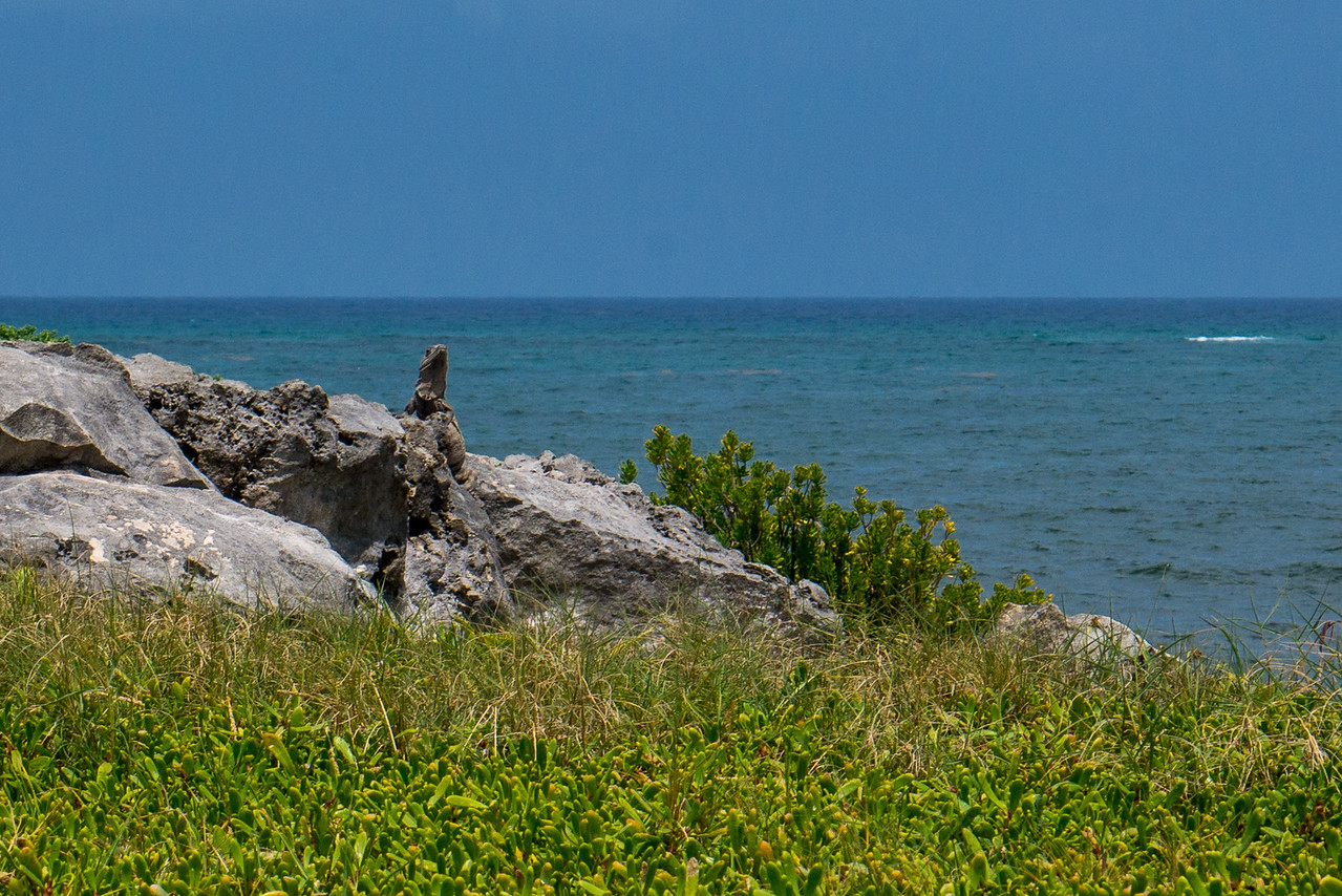 iguana at tulum