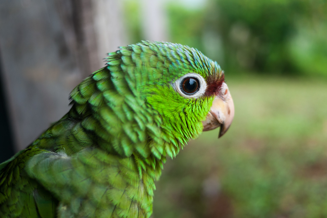 parrot in the Chiriqui highlands