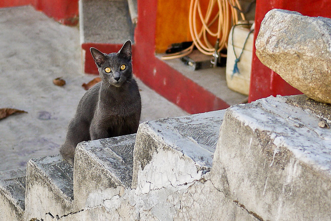 beautiful grey cat
