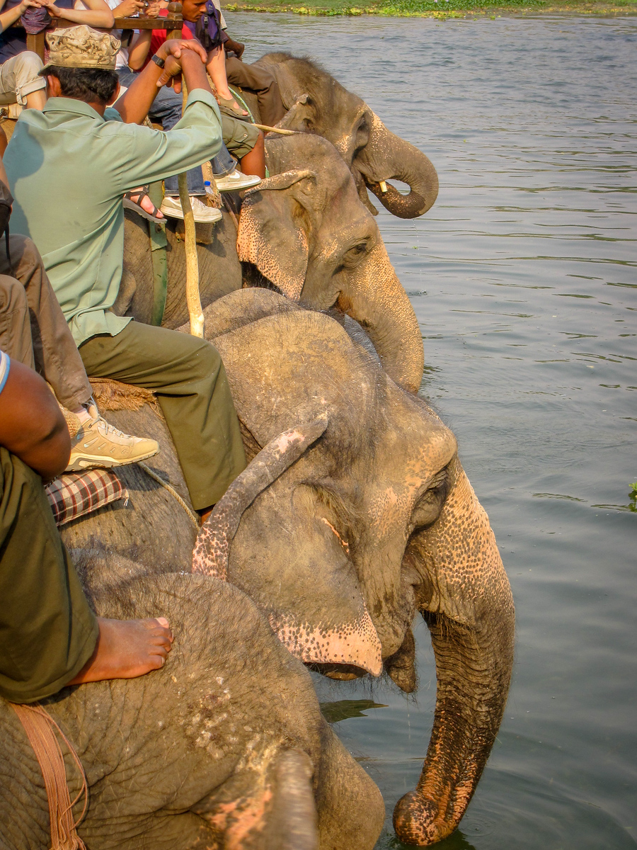 visiting chitwan national park