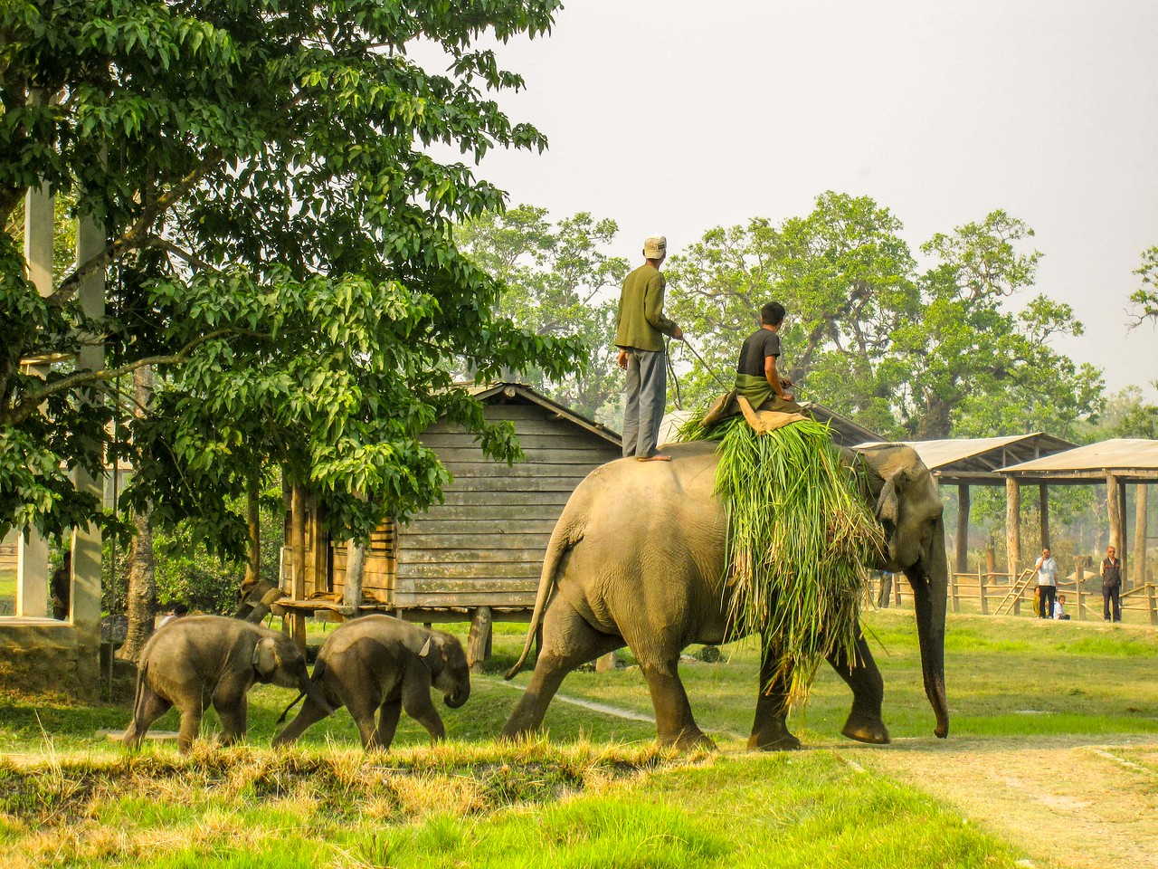 elephants in chitwan national park in nepal