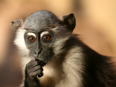 thinker monkey photo